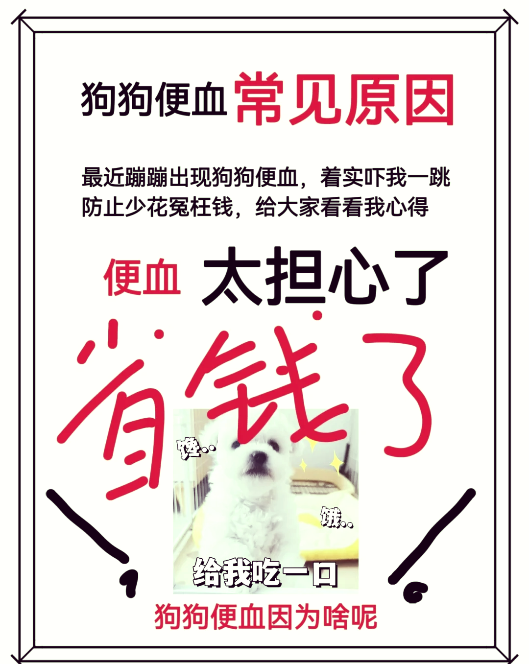 狗拉血在家自救方法
