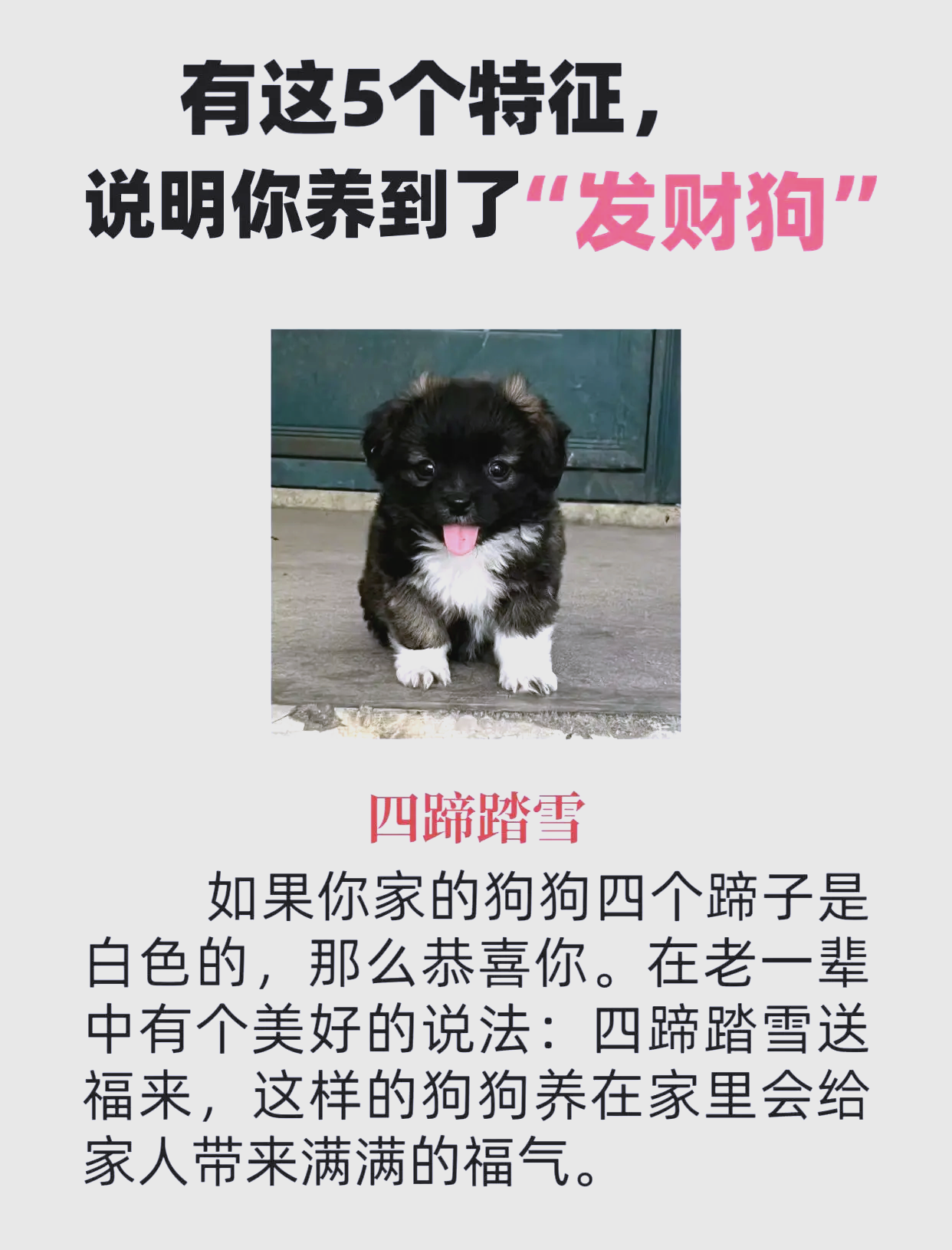 狗代表什么寓意