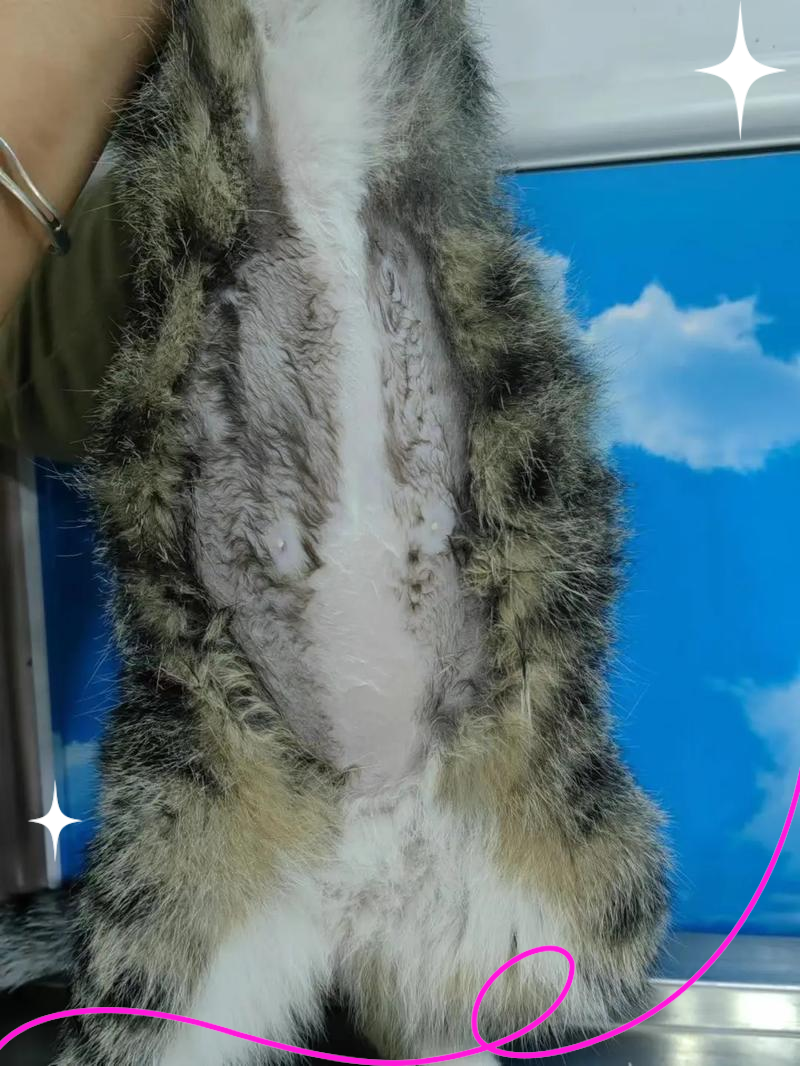 猫为什么会得猫传腹