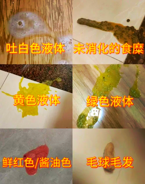 为什么吐黄水