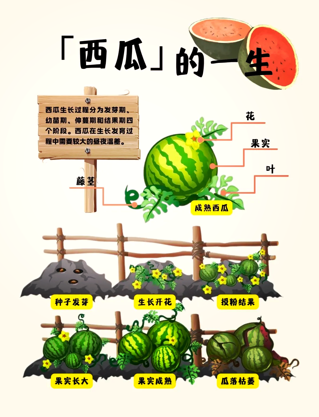 为什么吃了西瓜会拉肚子?为什么在线