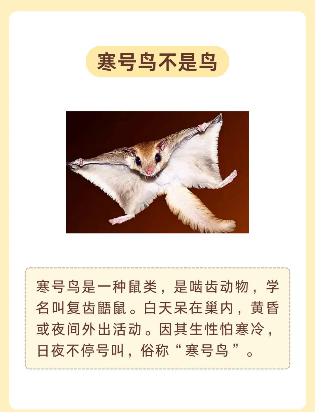 为什么鸟会飞 为什么鸟会飞