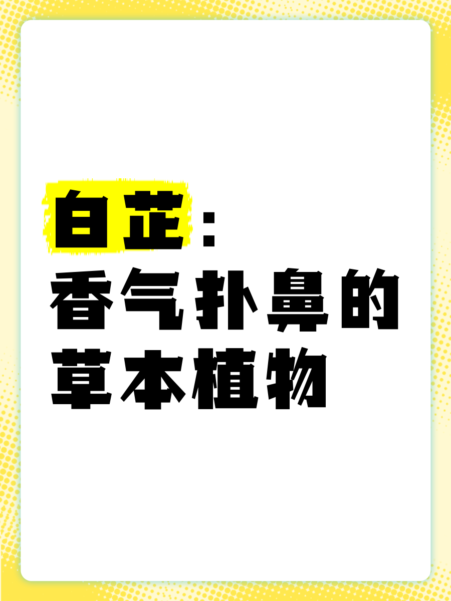 白芷被国家列为几级致癌物百科在线