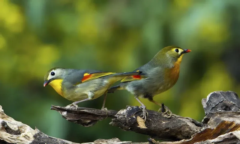 相思鸟为什么叫相思鸟?为什么在线