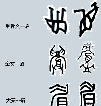 眉字代表什么动物