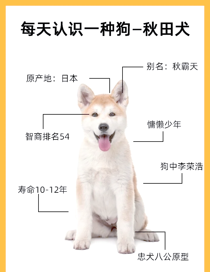 秋田犬的智商有多可怕