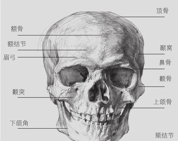 素描脸部三庭五眼画法步骤(素描人头像三庭五眼怎么区分)