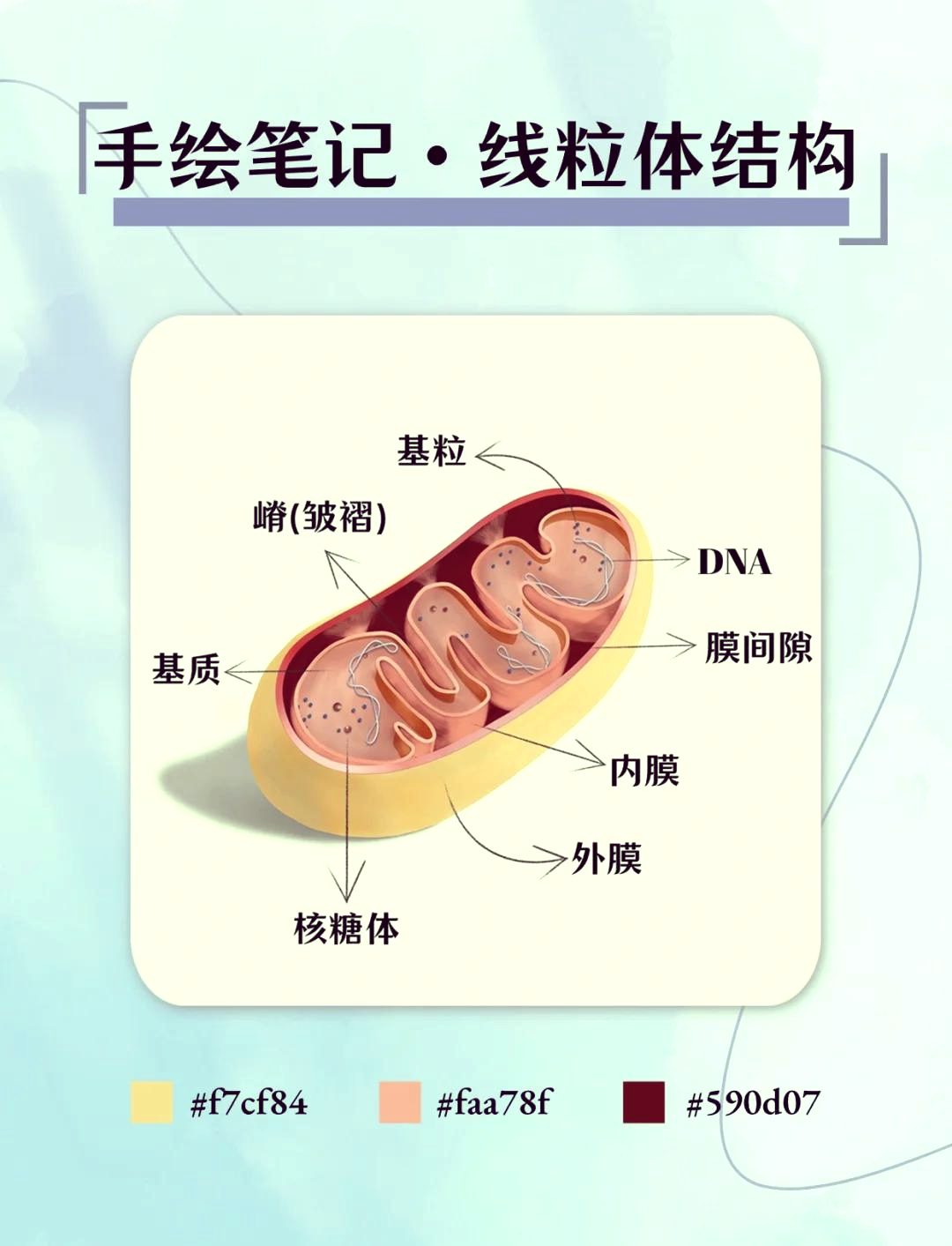 线粒体的亚显微结构图