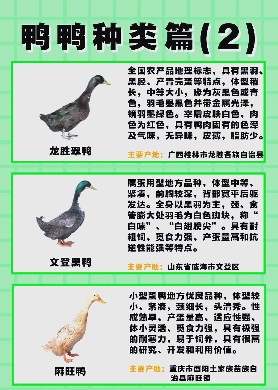 常见鸭病的诊断和防治=常见鸭病的诊断和防治原则