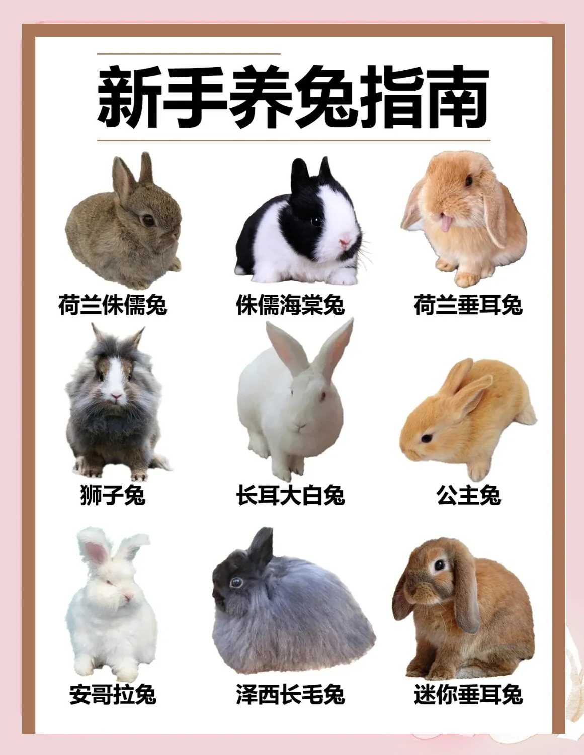 兔苗批发多少钱一只(养100只肉兔一年利润)