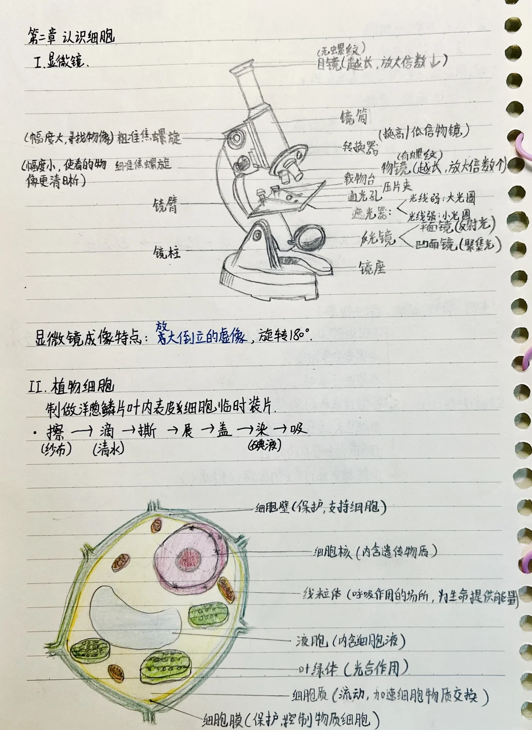 七下生物笔记胚(生物七下笔记简短)  第1张