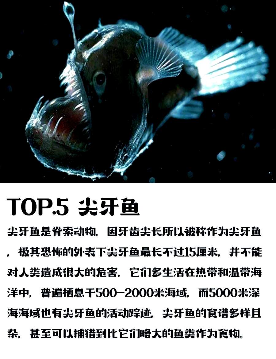 世界十大稀有鱼排名