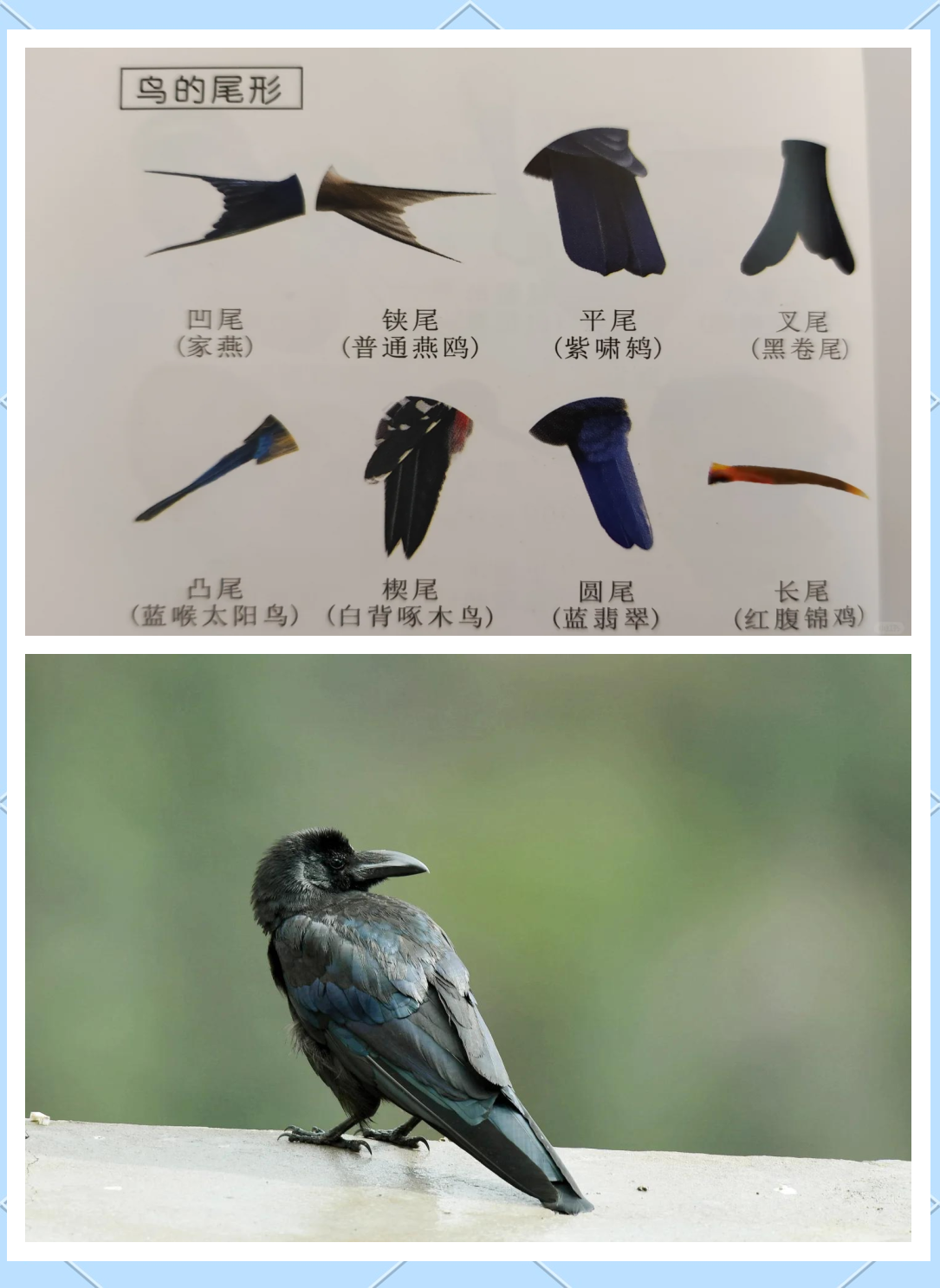 乌鸦为什么是黑的和红奶羊故事区别为什么在线