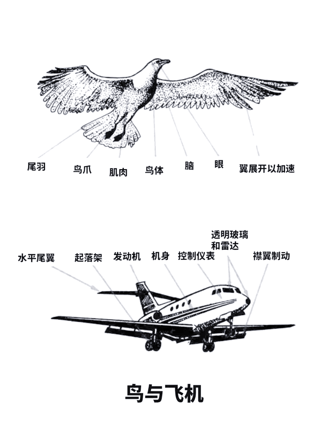 飞机是指什么动物