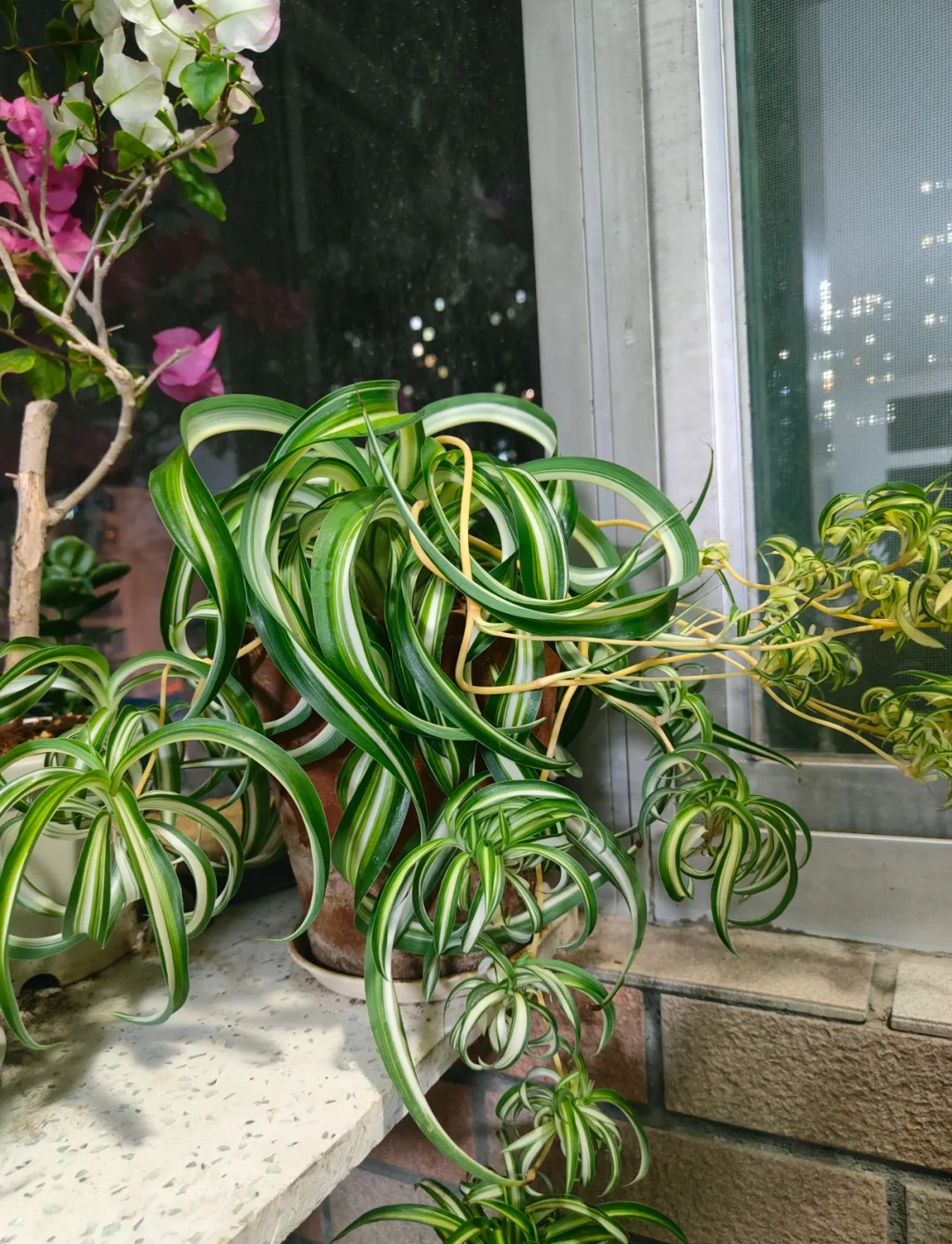 甲醛克星第一名植物(甲醛克星绿植)