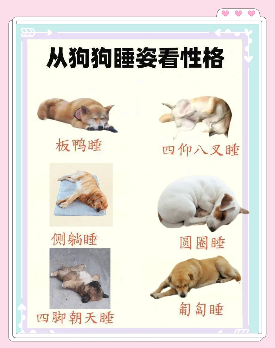 狗睡觉一般睡多久