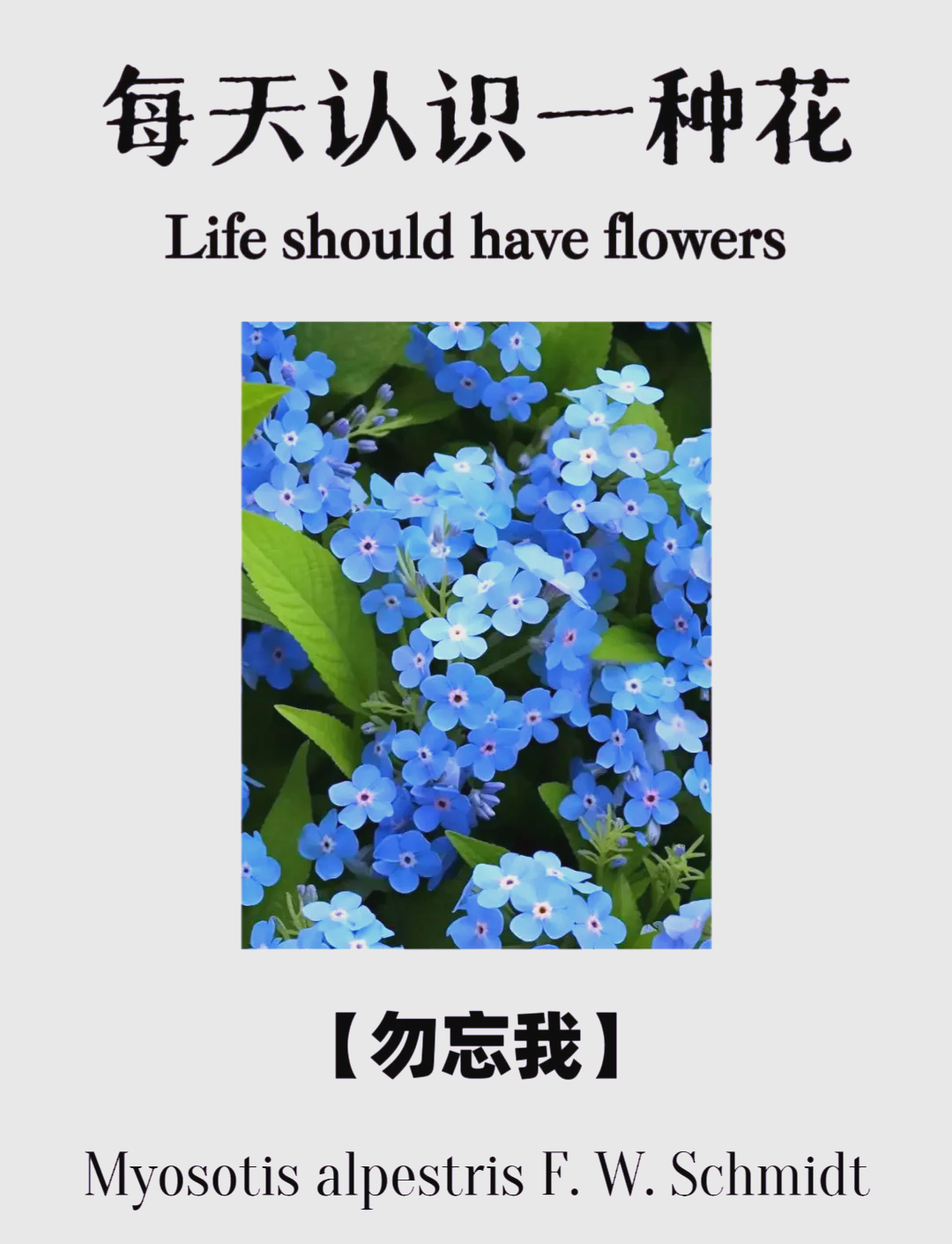 勿忘我1080在线播放