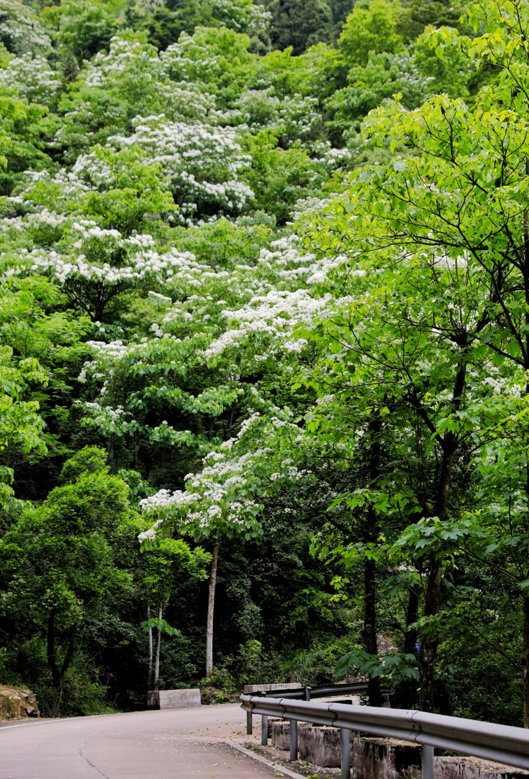 桐花摄影拍摄教程,技巧大全