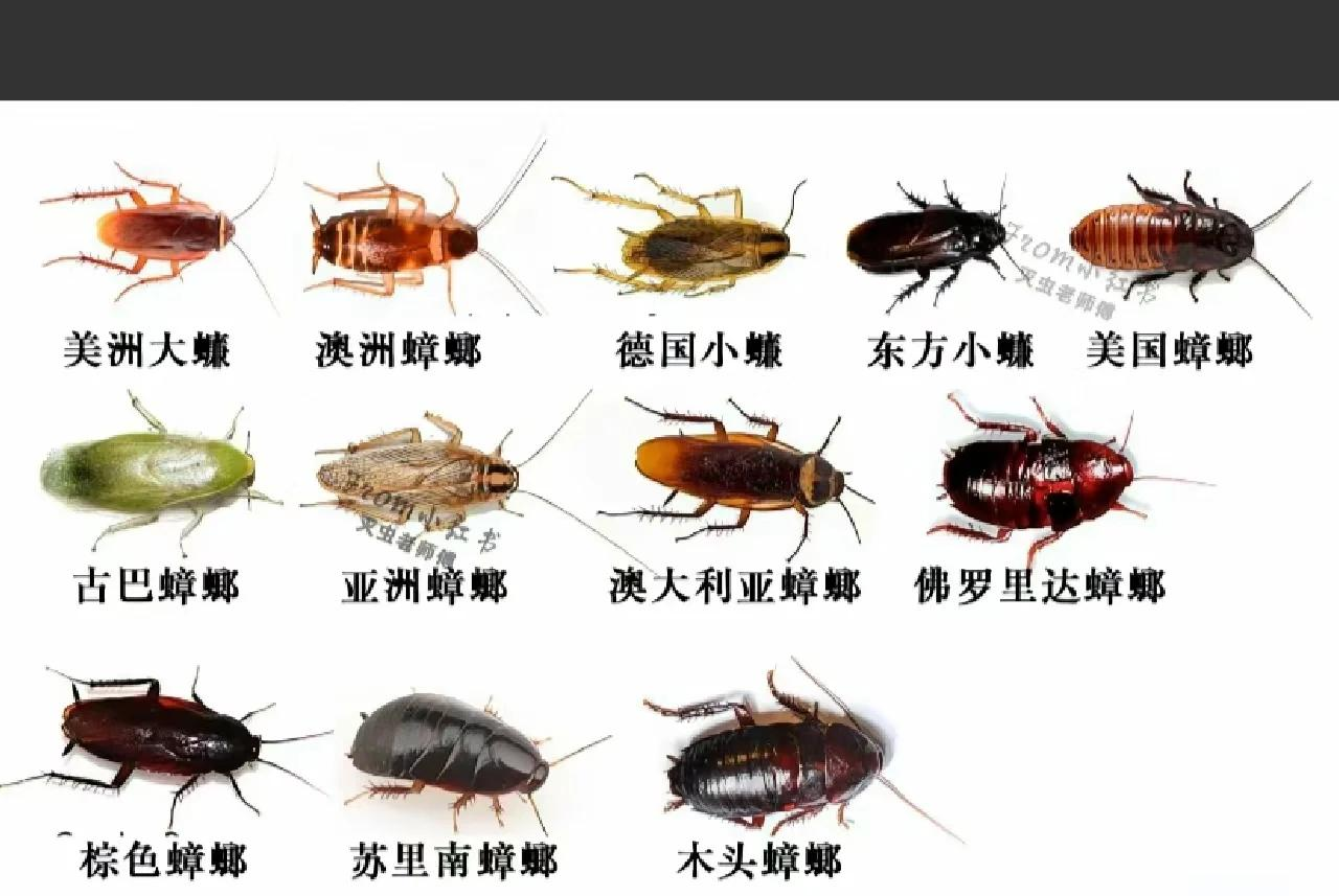 家里为什么会生蟑螂 家里为什么会生蟑螂