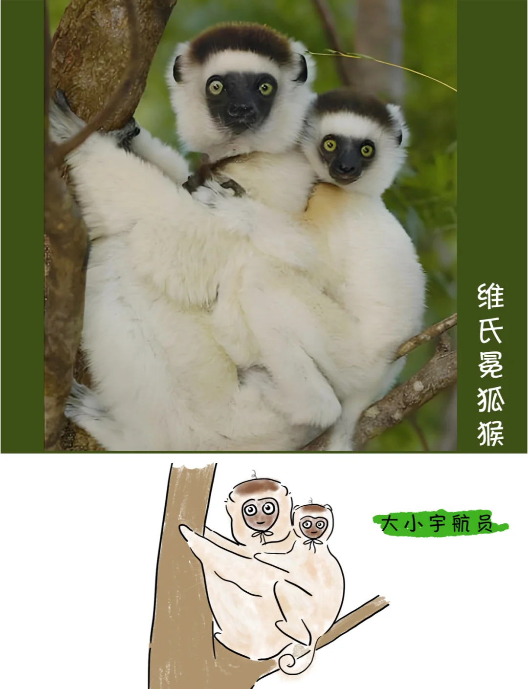 孤猴浏览器官网=孤猴浏览器官网下载