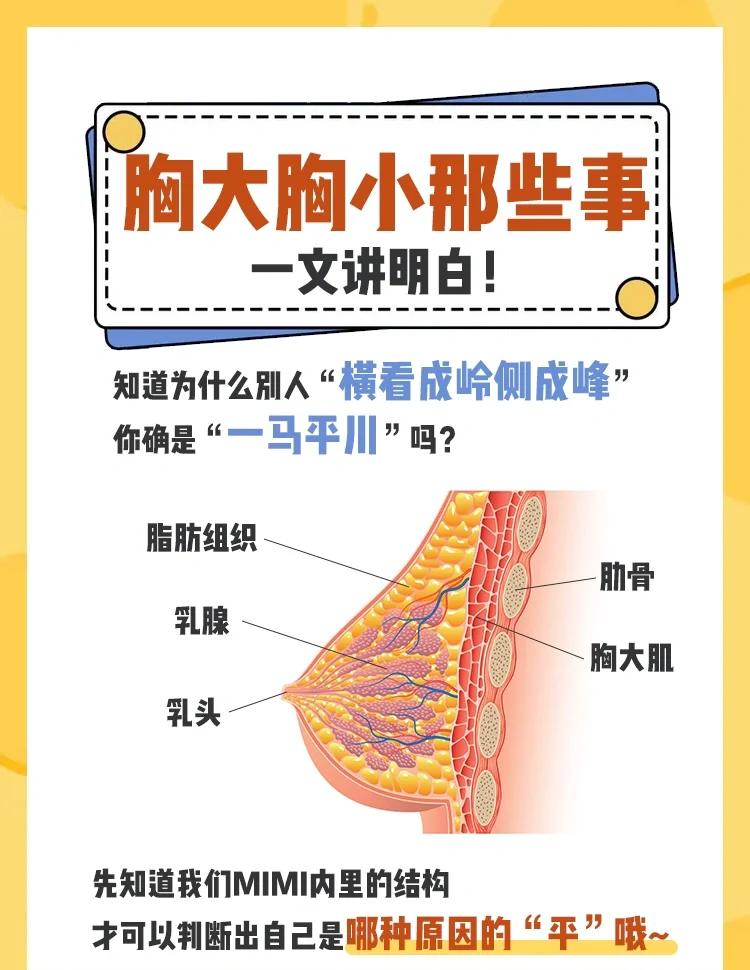 乳房为什么越来越小