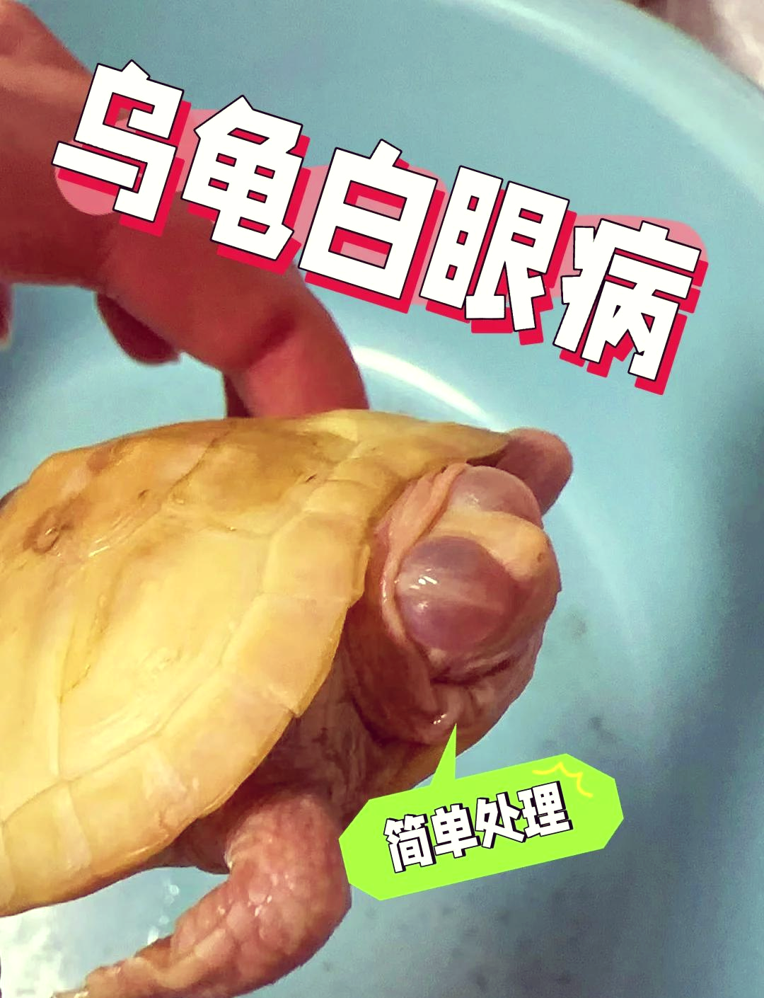 乌龟为什么不睁眼睛