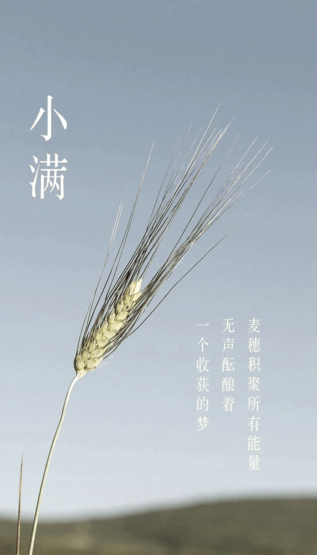 麦芒什么意思(锋芒的芒什么意思)