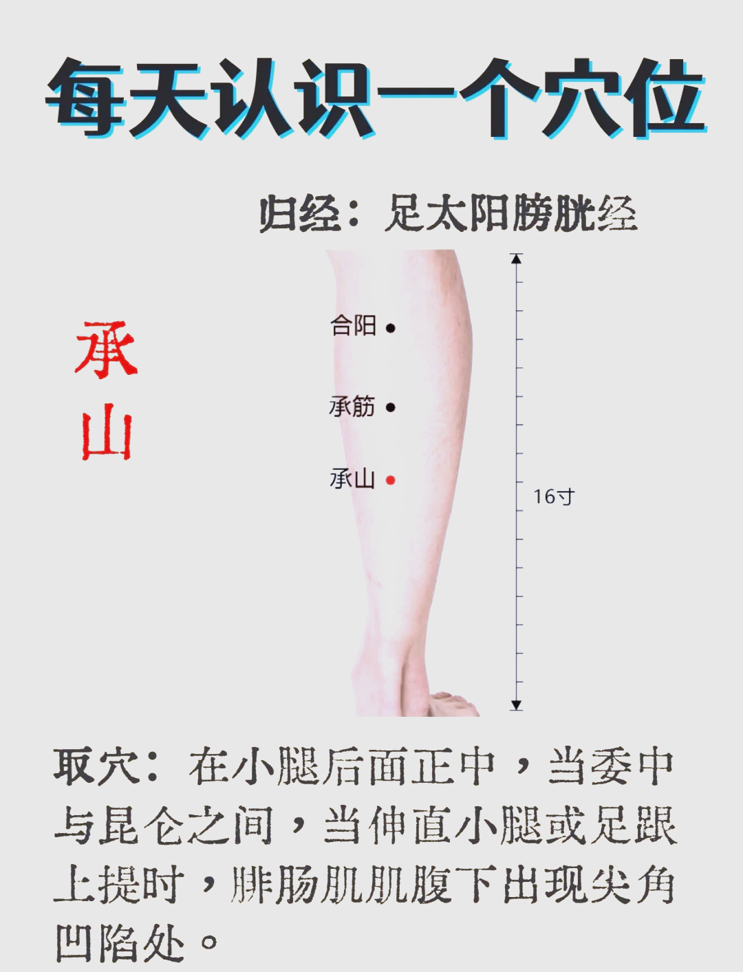 承穴位位置图