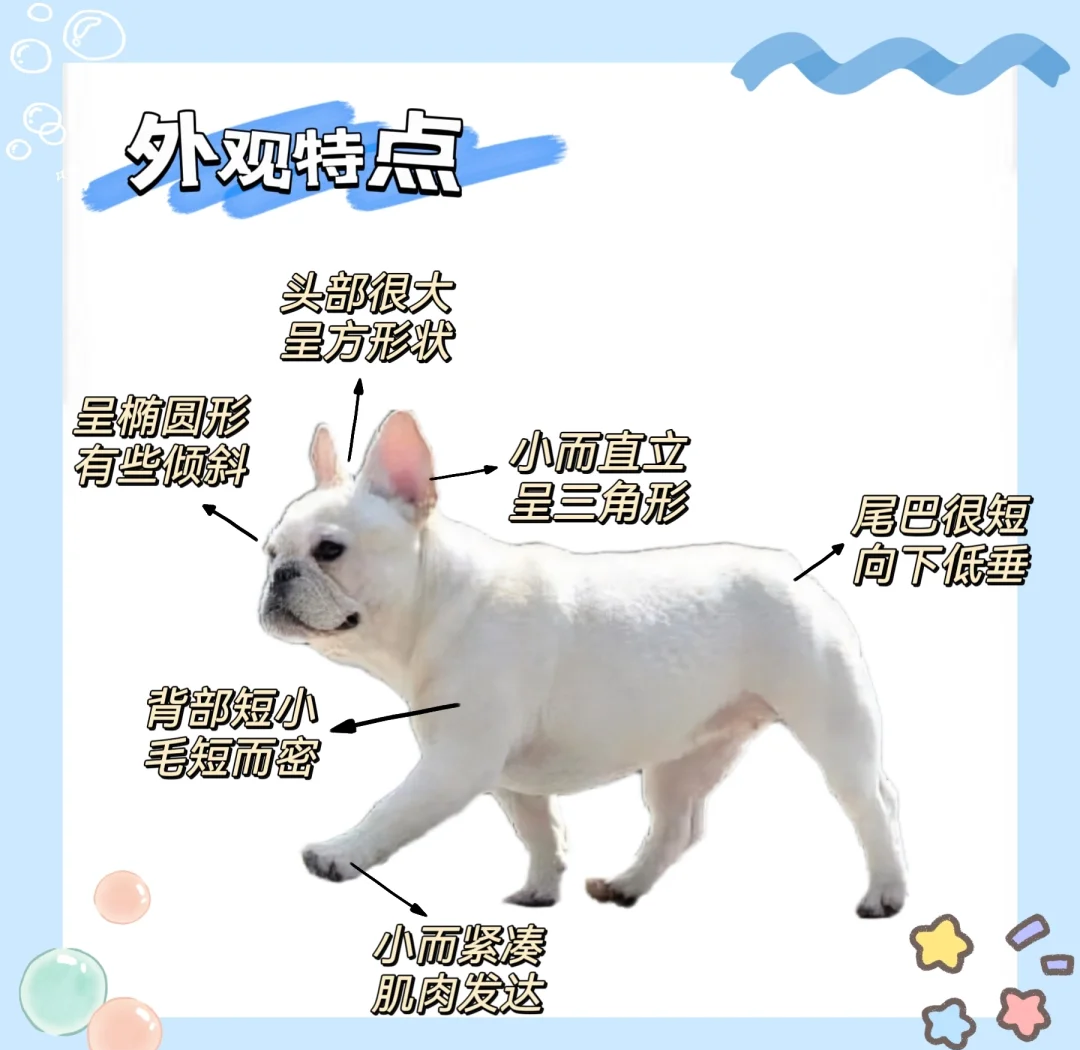 法斗犬出售价格表