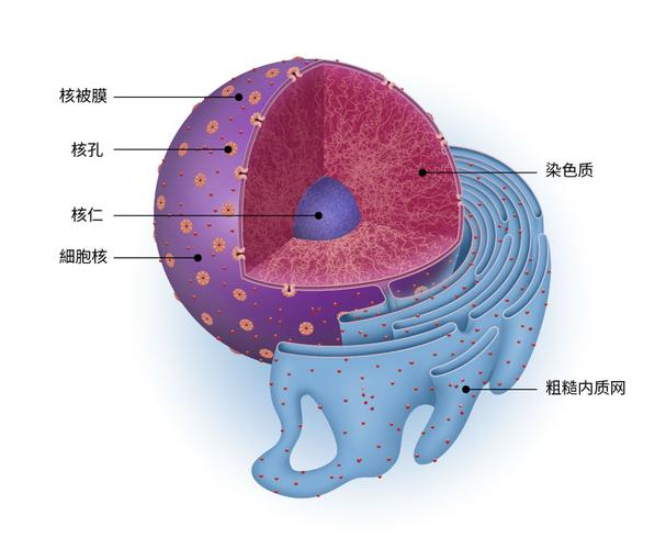 核膜核孔的结构