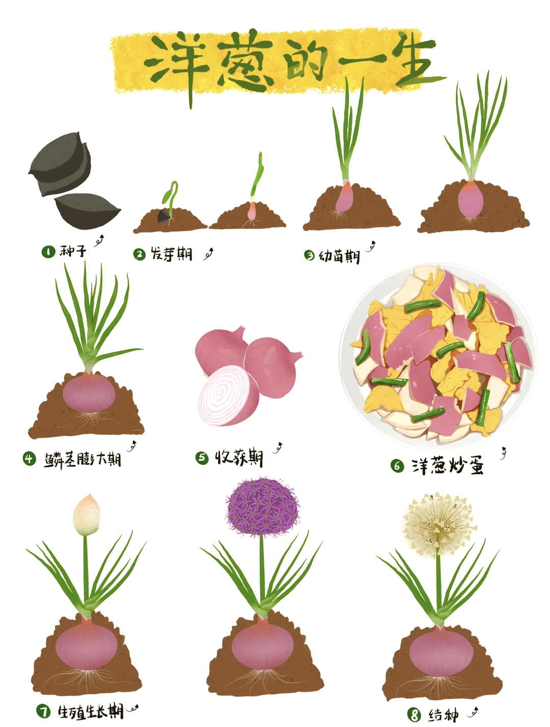 洋葱学院七下生物
  第1张