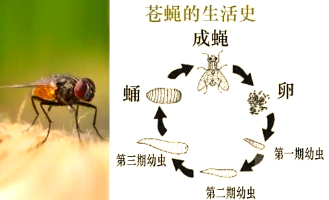 苍蝇为什么不能灭绝百科在线