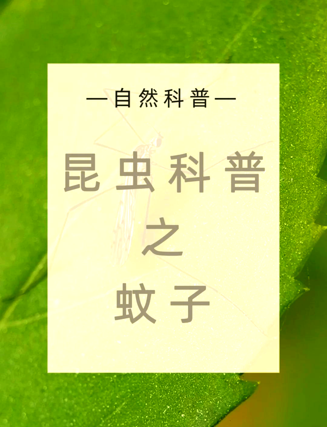 为什么有蚊子