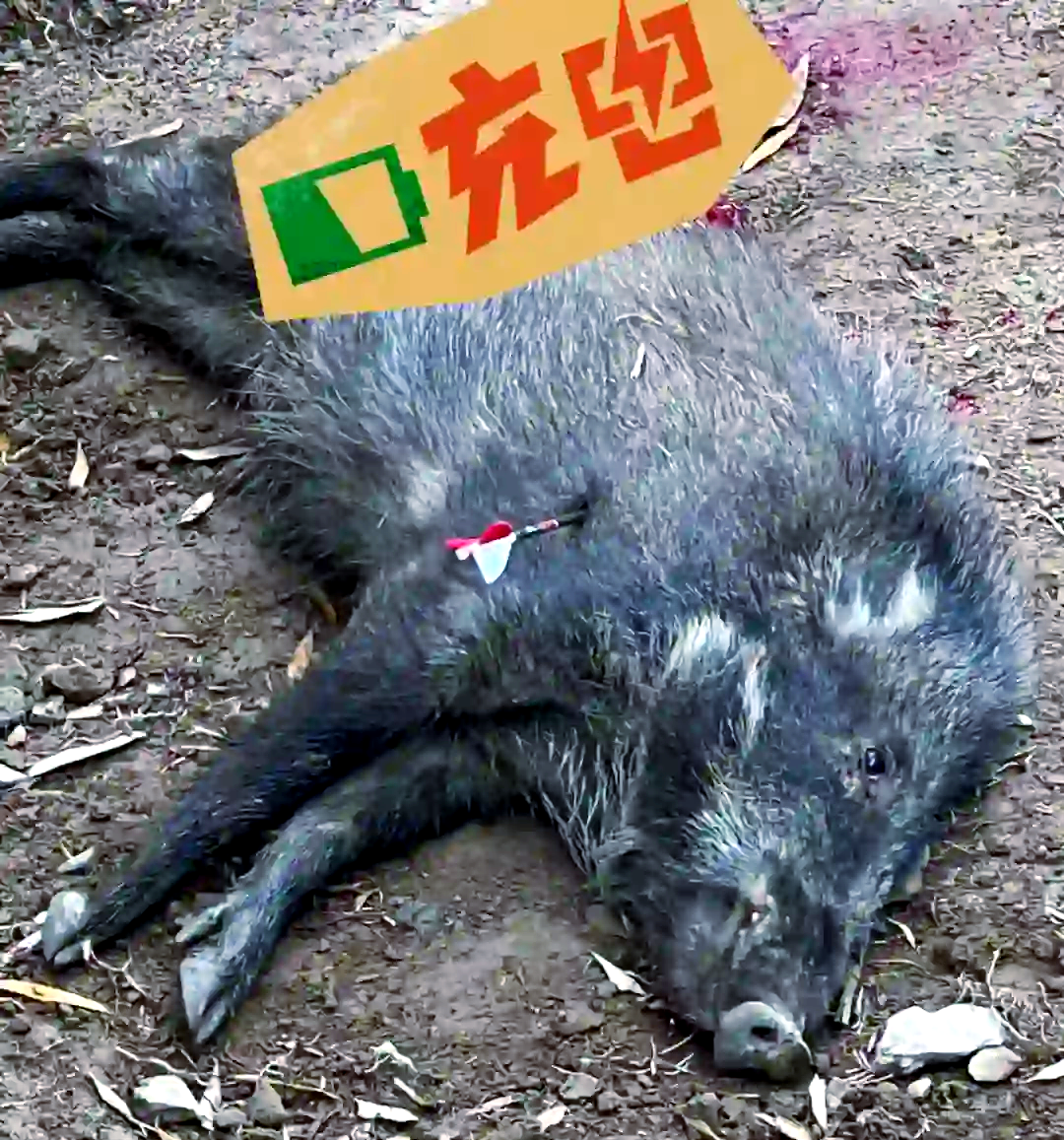 豕是指什么动物