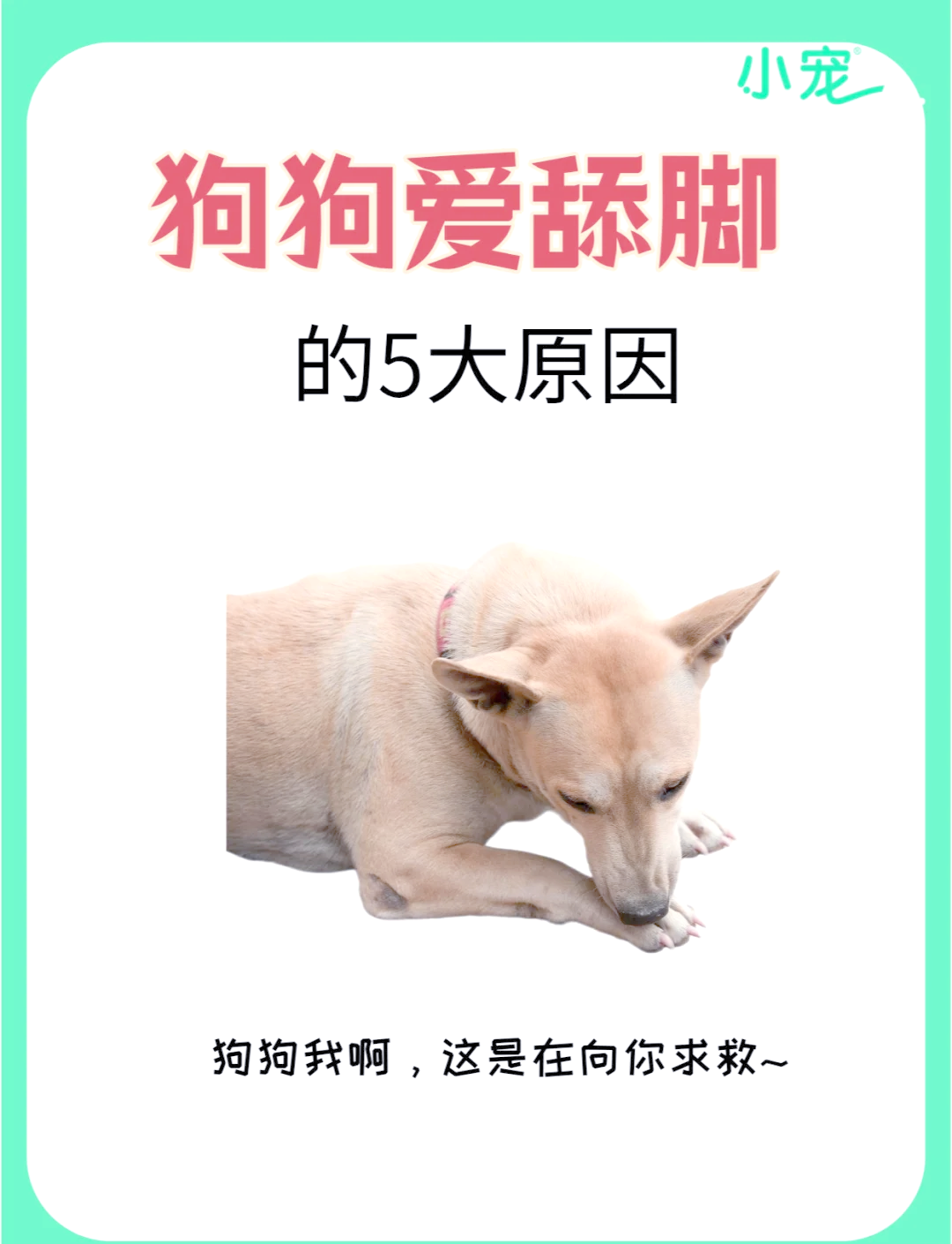 狗狗舔自己的一只爪子