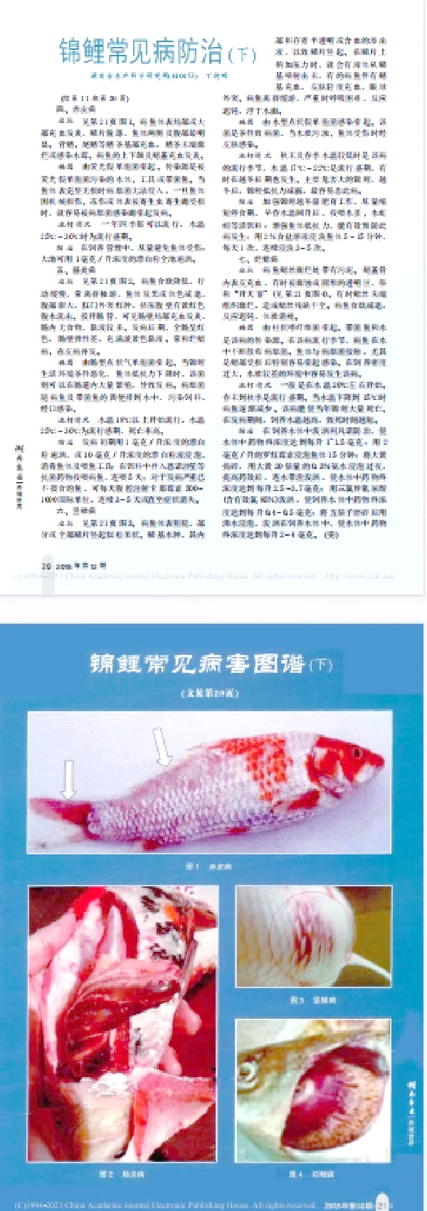 锦鲤为什么不吃食儿?为什么在线 锦鲤为什么不吃食儿?为什么在线