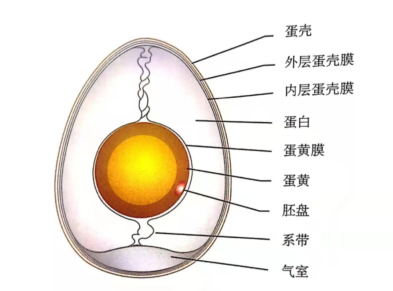 八下生物鸡蛋模型制作(八下生物鸡蛋模型制作视频)  第2张