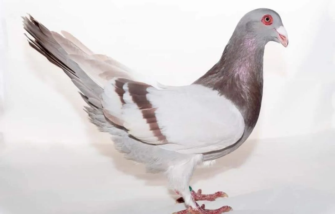 鸽子为什么这么大梗 时间为什么在线 鸽子为什么这么大梗 时间为什么在线