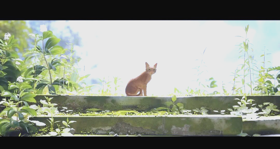 流浪猫模拟器无敌版