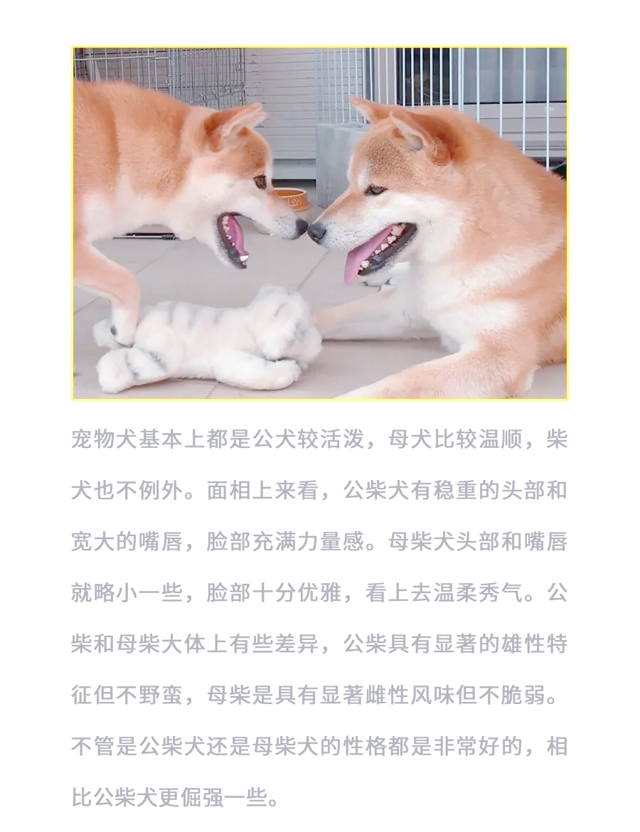 柴犬为什么不认主人