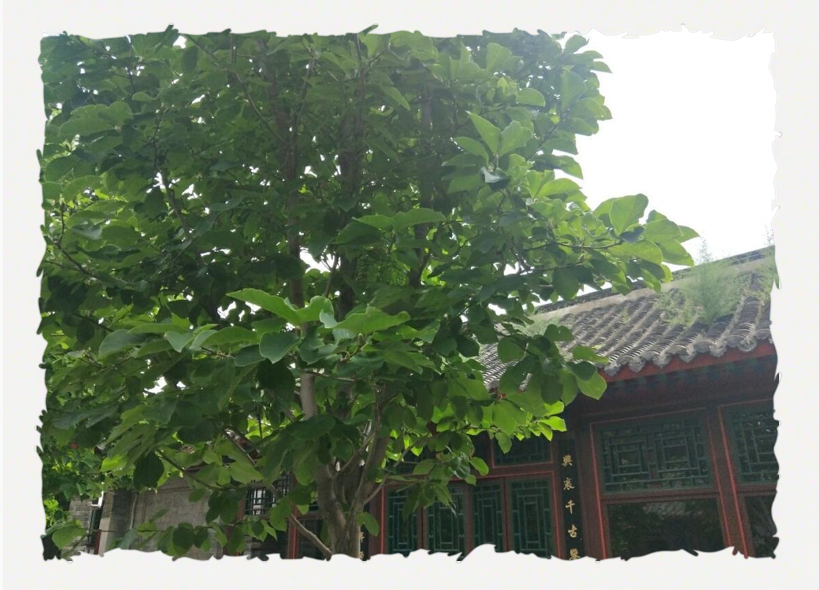 山海关的树的简单介绍 山海关的树的简单

先容
（山海关有什么树） 海关