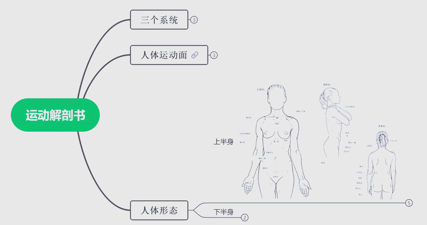 运动解剖学习通答案（运动解剖学课后题答案）