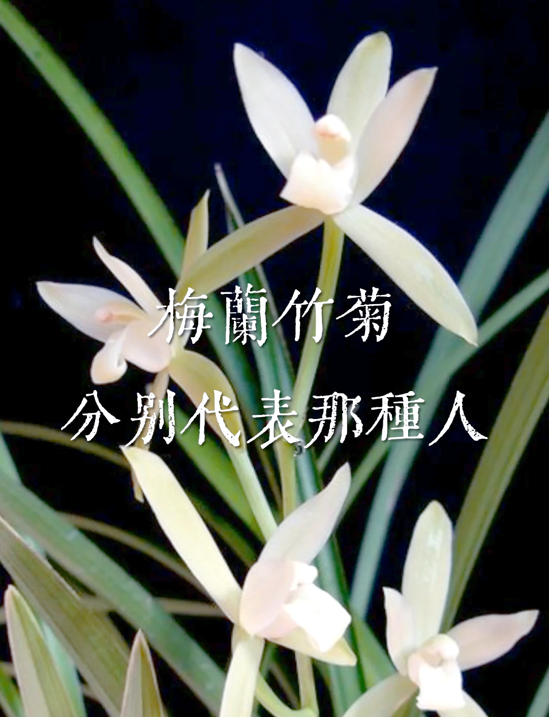 梅兰竹菊被称为什么填空为什么在线