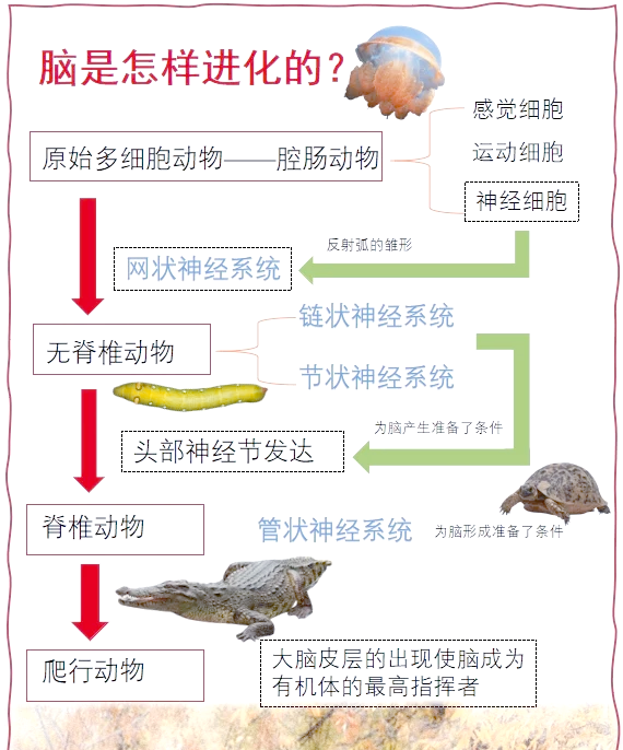 以下哪个是无脊椎动物的脑力王者，下列哪种动物是无脊椎动物第二人生