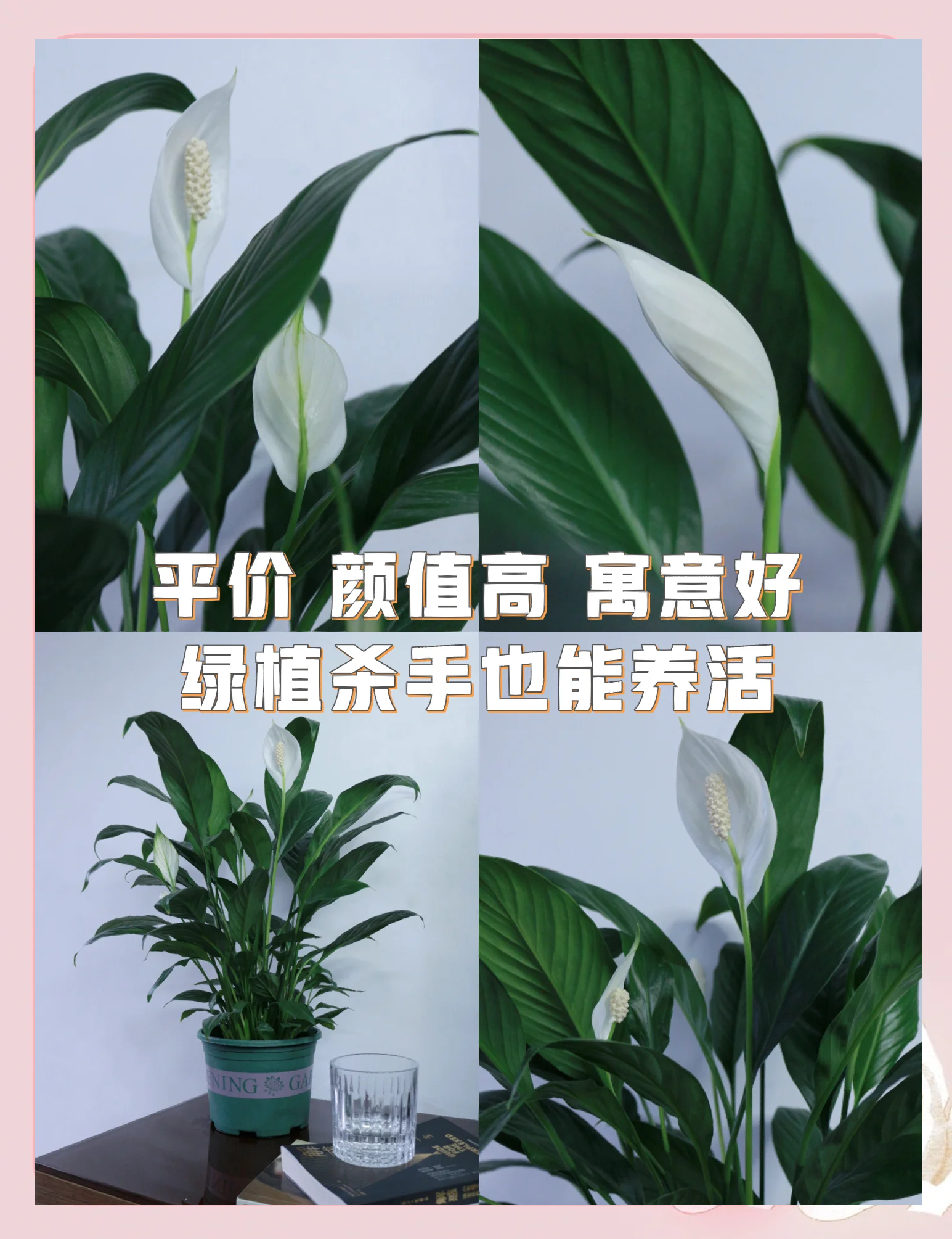 白掌的花为什么会变绿 白掌的花为什么会变绿
