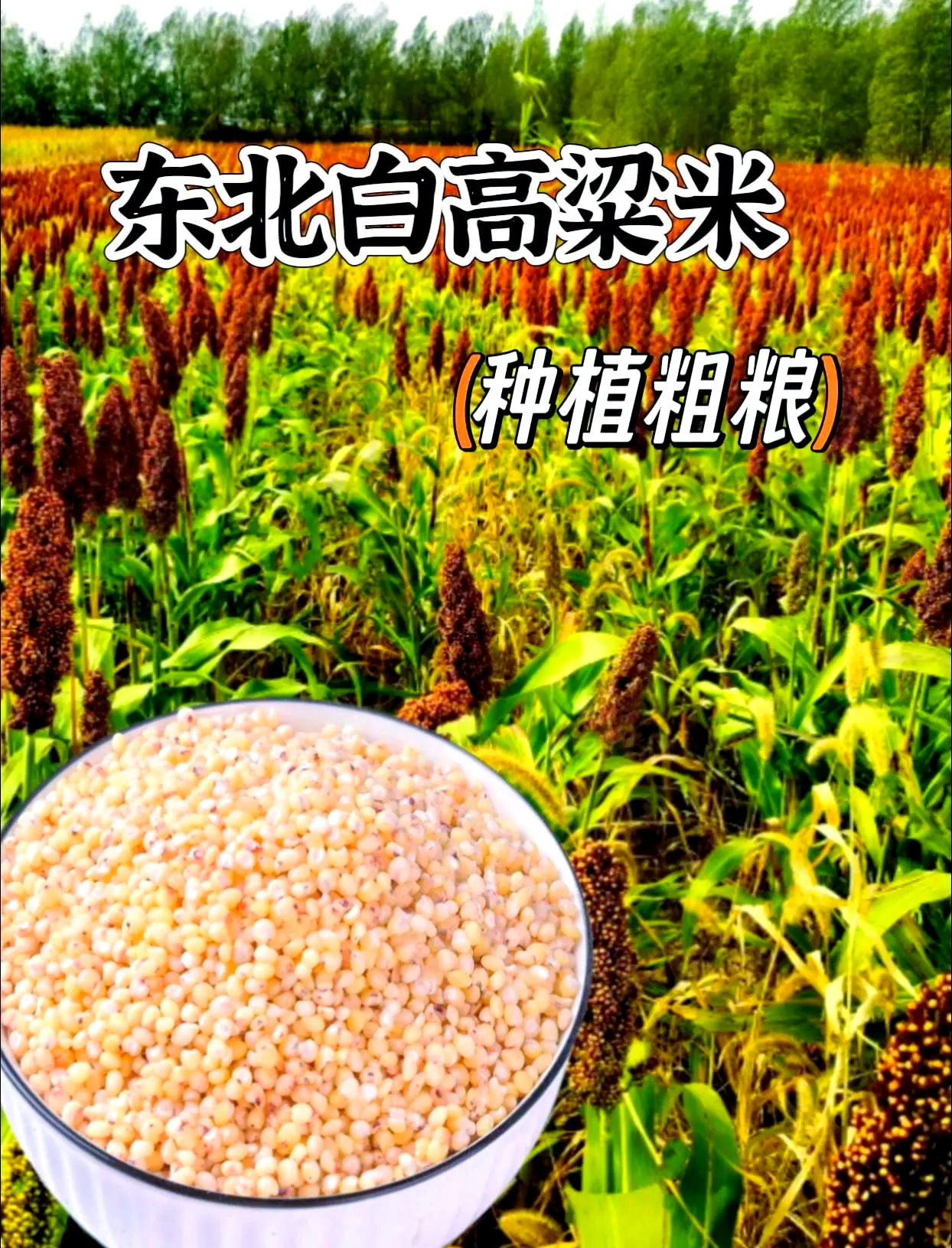 东北种什么经济作物最赚钱(2021东北种植业什么前景最好)