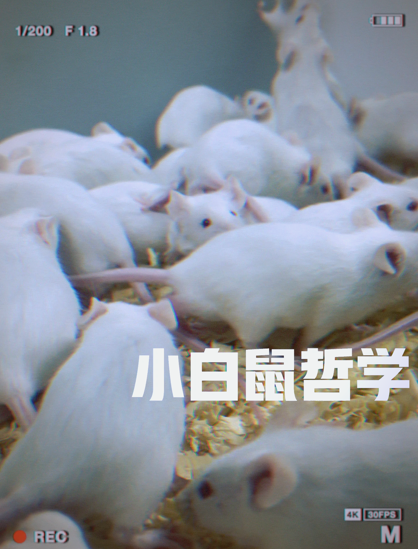 恋爱小白鼠漫画免费观看下拉式漫画网最新章节恋爱秘籍 恋爱小白鼠漫画免费观看下拉式漫画网最新章节恋爱秘籍