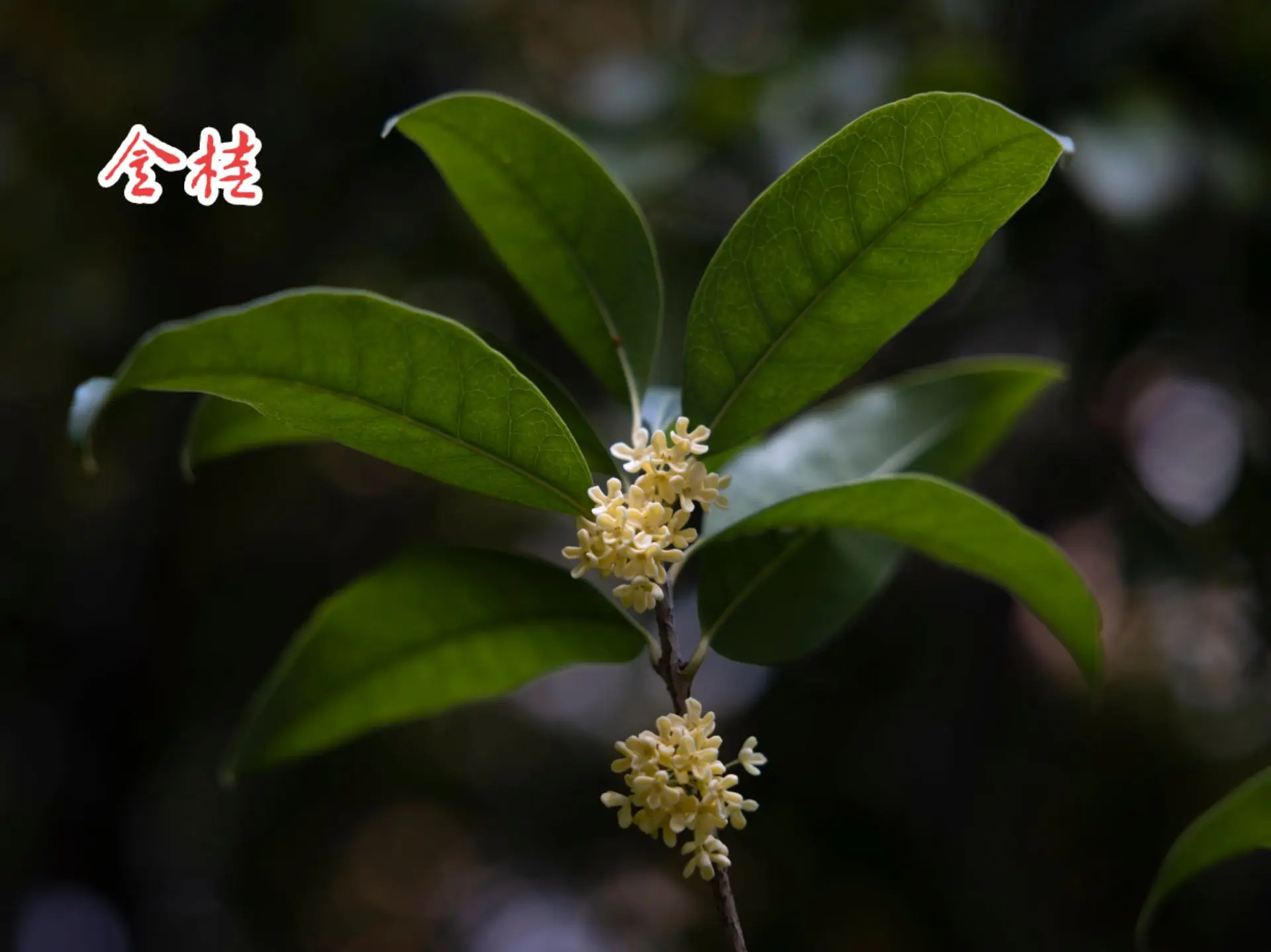 桂花为什么叫木樨 桂花为什么叫木樨