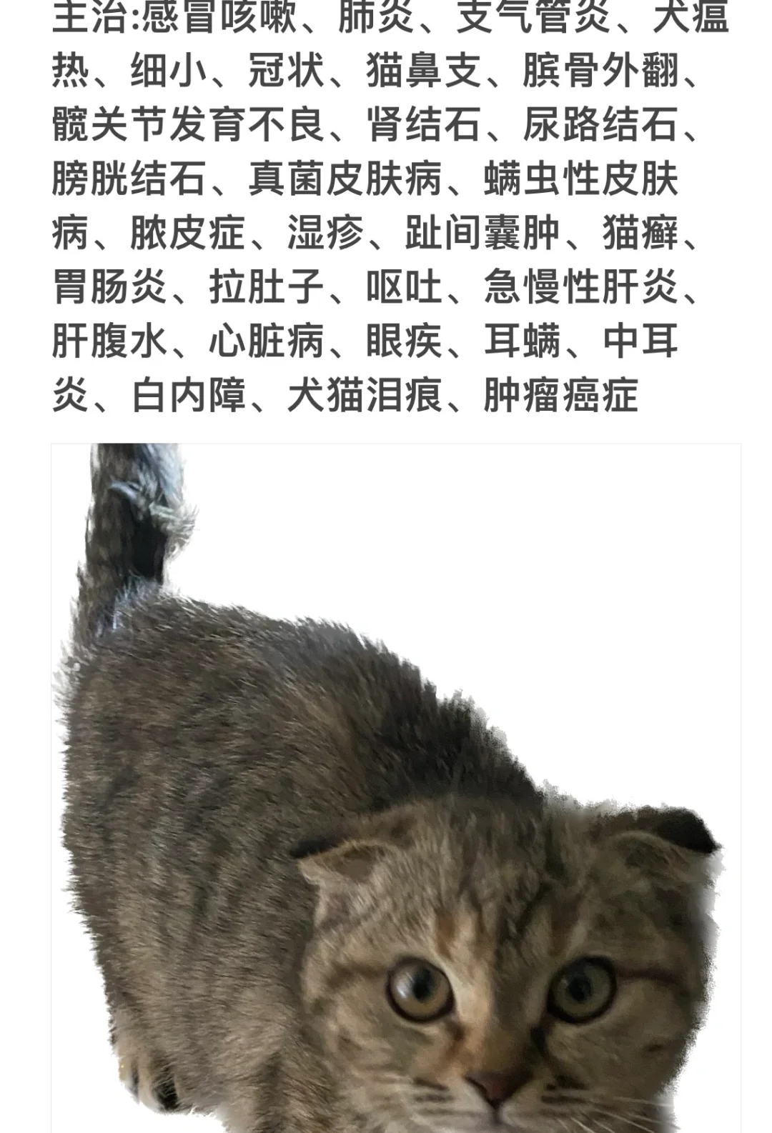 猫为什么怕水