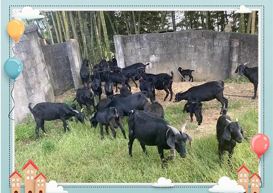 新手养什么比较挣钱养羊(新手养什么比较挣钱养羊赚钱快)